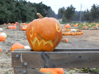Thing, Nipomo Pumpkin Patch best carving idea